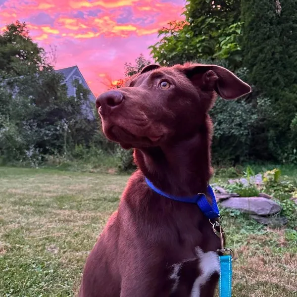 Chris's dog Cade, a chocolate lab sitting in front of a sunset
